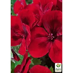 Саджанець Agro-Market Пеларгонія Королівська Aristo Bright Red (контейнер № 10 висота 10-20 см) (176639) 1 шт. в упаковці - мініатюра 2