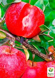 Саджанець Agro-Market Яблуня Байя Маріса (з ароматом полуниці, червоном'яса) 1 шт. в упаковці (48603) - мініатюра 3