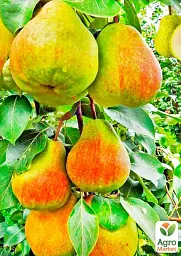 Саджанець Agro-Market Груша колоновидна Декора Ексклюзив 1 шт. в упаковці (21344) - мініатюра 2