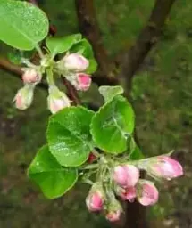 Саджанець Agro-Market Яблуня Папировка (літній сорт, ранній термін дозрівання) 1 шт. в упаковці (52252) - мініатюра 2