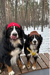 Шапка для собак Hat-Dog червона (XXL) - мініатюра 3