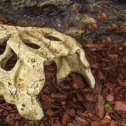 Крокодилячий череп Repti-Zoo Crocodile Skull M ERS34S 11x6x4 см - декоративне укриття для тераріуму та акваріуму - мініатюра 6
