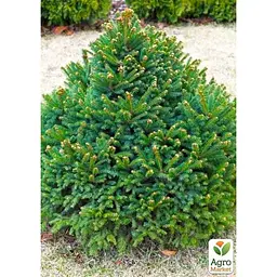 Саджанець Agro-Market Ялина звичайна 2-х річна Barryi вазон С1,5 висота 12-15 см (102156) - мініатюра 3