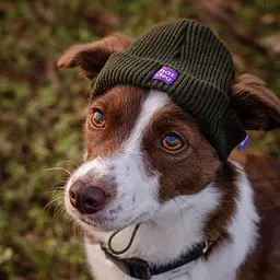 Шапка для собак Hat-Dog хакі (XL) - мініатюра 2