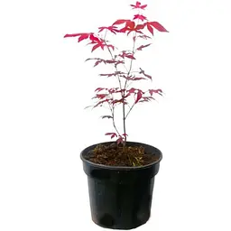 Саджанець Agro-Market Клен 3-х річний віяловий пальмолистний Атропурпуреум (Acer palmatum 'Atropurpureum ) С2 висота 40-70 см 1 шт. в упаковці (61512) - мініатюра 3