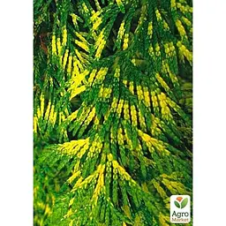 Саджанець Agro-Market Туя складчата Zebrina Extra Gold горщик P9 (48750) - мініатюра 3