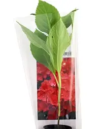 Гортензія Agro-Market Fiery beauty крупнолиста червона 1 саджанець в упаковці (35831) - мініатюра 2