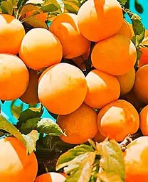 Саджанець Agro-Market Слива Суперіор (літній сорт, середній термін дозрівання) (40010) 1 шт. в упаковці - мініатюра 2