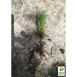 Саджанець Agro-Market Сосна гірська Мугус (Mughus) горщик P9 (38179) - мініатюра 2