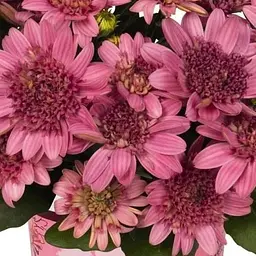 Остеоспермум "Margarita Double Pink" (контейнер №10 висота 10-20 см) (64502) 1 саженец