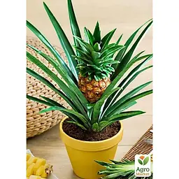Ананас кімнатний Agro-Market Чампака (184132) 1 саджанець в упаковці - мініатюра 2