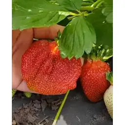 Саджанець Agro-Market Полуниця Азія (Asia) 5шт (середньо-ранній термін дозрівання, великоплідний сорт) (36949) - мініатюра 9