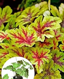 Гейхерелла Agro-Market Heucherella Alabama Sunrise С1 висота 15-30 см 1 саджанець в упаковці - мініатюра 3