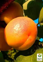 Саджанець Agro-Market Абрикос Шедевр (літній сорт, середній термін дозрівання) 1 шт. в упаковці (39861) - мініатюра 3