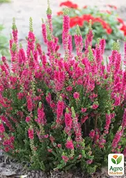Саджанець Agro-Market Верес звичайний Amethyst (53464) - мініатюра 3