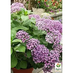Саджанець Agro-Market Гортензія крупнолиста 2-х річна Ayesha висота саджанця 25-45 см (183486) 1 шт. в упаковці - мініатюра 2