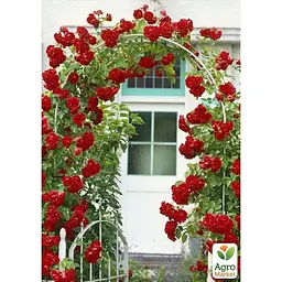 Троянда плетиста Agro-Market Гранд Готель саджанець класу АА+ вищий сорт 1 шт. в упаковці (178145) - мініатюра 3