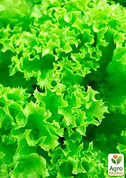 Насіння Agro-Market Салат Одеський кучерявець на вагу ціна за 7 г (13380) - мініатюра 2