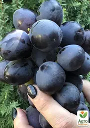 Саджанець Agro-Market Виноград Фуджімінорі (ранній сорт японської селекції з дуже великою ягодою) (50843) 1 шт. в пакуванні - мініатюра 2