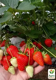 Саджанець Agro-Market Полуниця садова ремонтантна Murano укорінена в контейнері 1 шт. в пакуванні (182796) - мініатюра 2