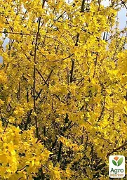 Саджанець Agro-Market Форзиція європейська Lynwood Gold (44204) - мініатюра 2
