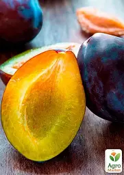 Саджанець Agro-Market Слива Блек Б'юті (пізній термін дозрівання) 1 шт. в упаковці (20943) - мініатюра 2