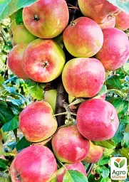 Саджанець Agro-Market Яблуня Соломія (зимовий сорт, пізній термін дозрівання) 1 шт. в упаковці (178452) - мініатюра 2