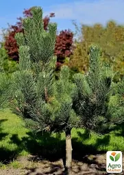 Саджанець Agro-Market Сосна чорна Oregon Green С7.5 висота 50-60 см 1 шт. в упаковці (183031) - мініатюра 3