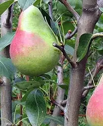 Саджанець Agro-Market Груша Вікторія (літній сорт, ранній термін дозрівання) (35447) 1 шт. в упаковці - мініатюра 4