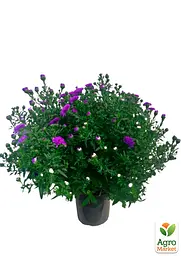 Саджанець Agro-Market Айстра ново-бельгійська Henry I Purple (С1,5 висота 20-30см) (105531) - мініатюра 2