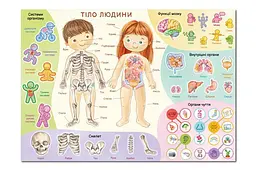 Учебный плакат с наклейками DoDo Тело человека: анатомия XL интерактивный набор для детей (300901) - миниатюра 2