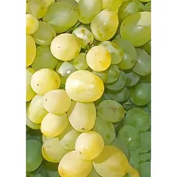Саджанець Agro-Market Виноград Монарх (ранньо - середній, дуже велика ягода) 1 шт. в упаковці (20043) - мініатюра 2