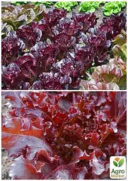 Насіння Agro-Market Салат Малинова куля на вагу ціна за 5 г (22077) - мініатюра 3