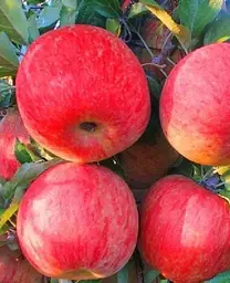 Саджанець Agro-Market Яблуня Фуджі кіку (зимовий сорт, пізній термін дозрівання) (46275) 1 шт. в упаковці - мініатюра 2