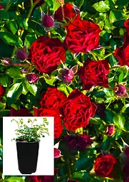 Троянда ґрунтопокривна Agro-Market Claret Ріхіе саджанець класу АА+ в контейнері (180840) - мініатюра 2