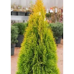 Саджанець Agro-Market Туя західна Golden Smaragd (ком/сітка) висота 110-120 см 1 шт. в упаковці (176425) - мініатюра 3