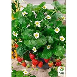 Саджанець Agro-Market Полуниця Ампельна Домашній делікатес (ремонтантний, ранній, солодкий сорт) (179036) 1 шт. - мініатюра 4
