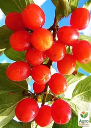Саджанець Agro-Market Кизил Кораловий рожевий 1 шт. в пакуванні (35872) - мініатюра 2