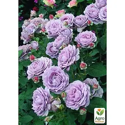 Троянда флорибунда Agro-Market Novalis саджанець класу АА+ 1 шт. в контейнері (180854) - мініатюра 3