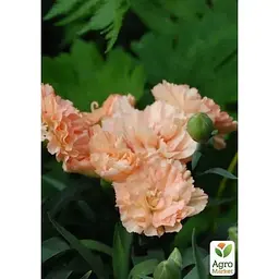 Саджанець Agro-Market Гвоздика Махрова Dinamic Apricot (контейнер № 10 висота 10 см) (49329) 1 шт. в упаковці - мініатюра 2