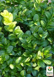 Саджанець Agro-Market Самшит буксус вічнозелений строкатий Aureavariegata (горщик R9) (71753) - мініатюра 2