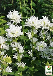 Дзвіночок скучений "Bellefleur White" (морозостійкий, рясно квітучий багаторічник) (189577) 1 шт - мініатюра 2