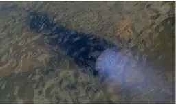 Підводний водонепроникний протиударний ліхтар Police 8774 T6 - мініатюра 4