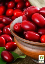 Саджанець Agro-Market Кизил Євгенія 1 шт. в пакуванні (35882) - мініатюра 2