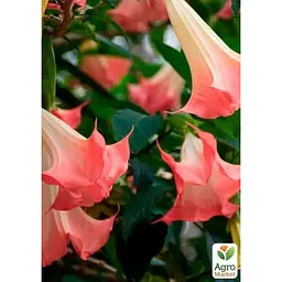 Саджанець Agro-Market Бругмансія деревоподібна Pink (49867) 1 шт. в упаковці - мініатюра 3