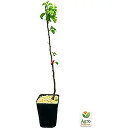 Саджанець Agro-Market Груша Генерал Тотлебен укорінена в контейнері (саджанець 2 роки) (99949) - мініатюра 3