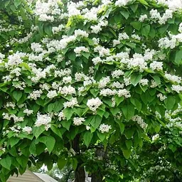Катальпа китайська овальнолиста (Catalpa ovata), Р9 (189163) 1 саджанець в упаковці