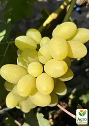 Саджанець Agro-Market Виноград кишмиш Джавелін (Javelin надранній сорт селекції США) 1 шт. в пакуванні (182245) - мініатюра 2