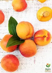 Саджанець Agro-Market Абрикос колоновидний помаранчевий із засмагою на сонячному боці Радості життя (Joy of life) (преміальний пізньостиглий сорт) 1 шт. в упаковці (45792) - мініатюра 6