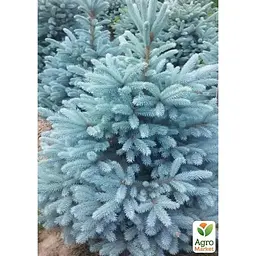 Саджанець Agro-Market Ялина 2-х річна Блакитна колюча Kaibab S3, висота 20-25 см (62770) - мініатюра 2